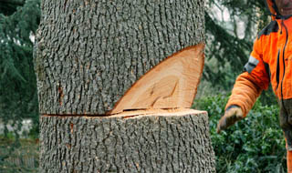 Abattage d’arbres 78